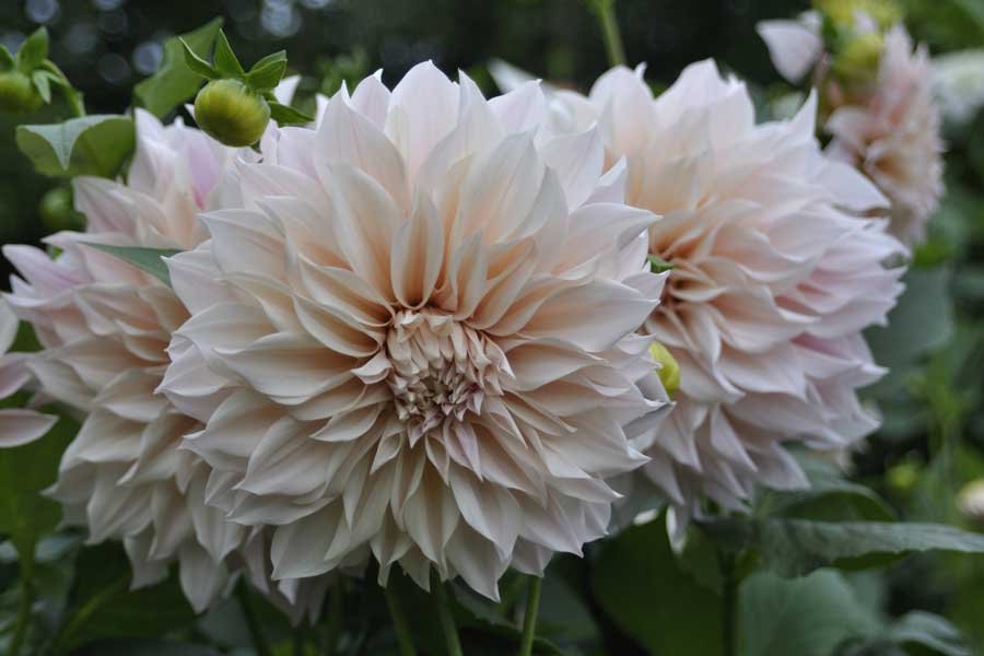 dahlia